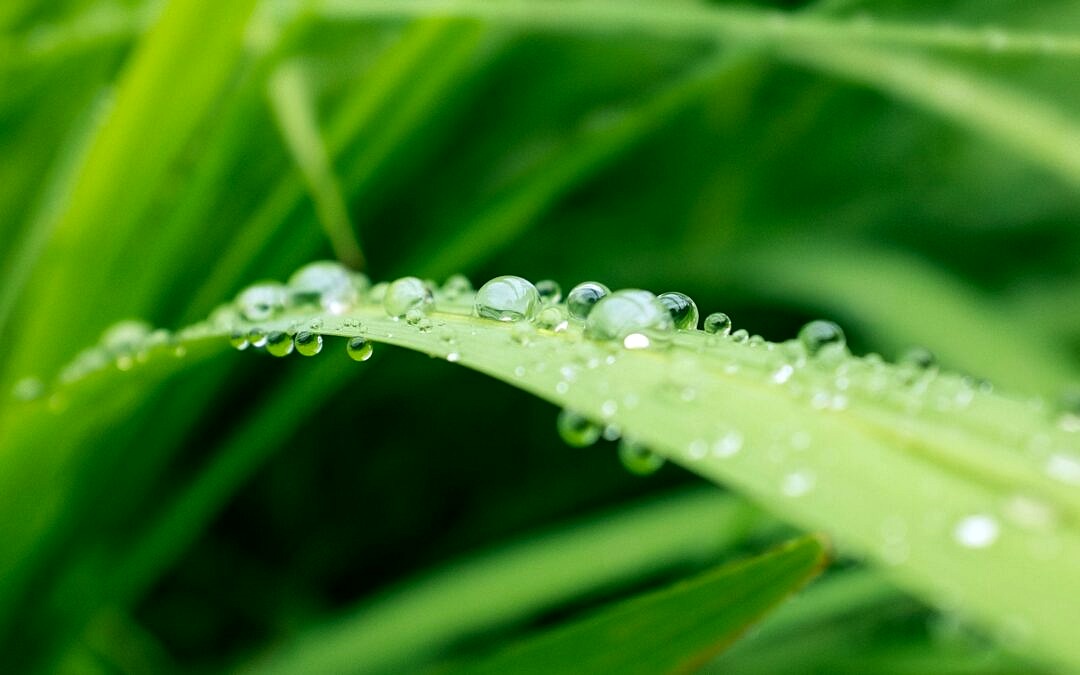 How to Properly Water Your Lawn